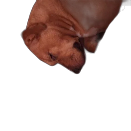 face, animal, creature, shoes transparent PNG cut-out