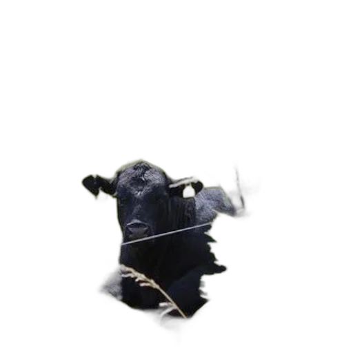 animal, staff, mask, creature transparent PNG cut-out