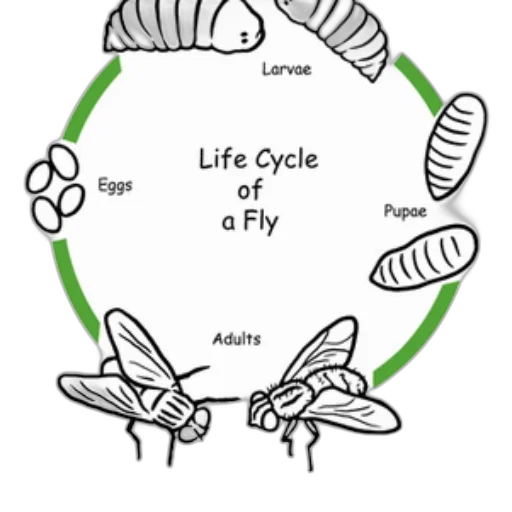 concept art, illustration, life, cycle transparent PNG cut-out