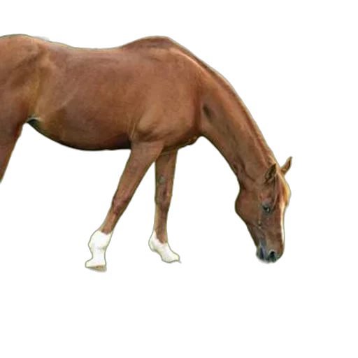 animal, staff, creature, hair transparent PNG cut-out