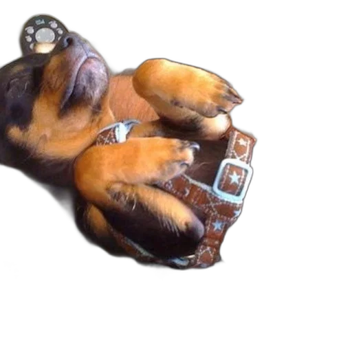 animal, shoes, jewelry, creature transparent PNG cut-out