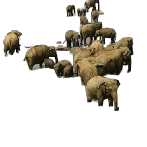 animal, furniture, weapon, creature transparent PNG cut-out