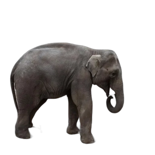 animal, creature, staff, weapon transparent PNG cut-out