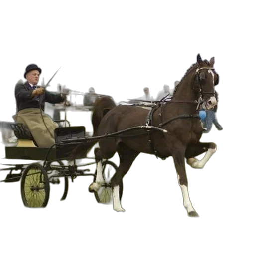 staff, car, furniture, animal transparent PNG cut-out