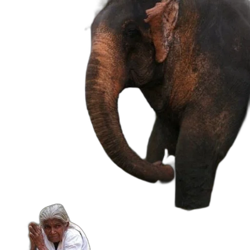 animal, creature, staff, hat transparent PNG cut-out