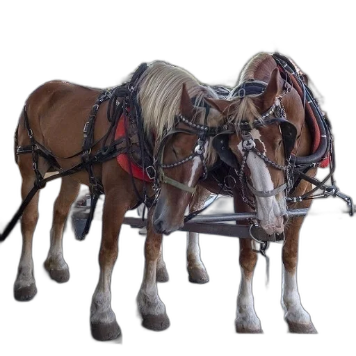animal, staff, car, weapon transparent PNG cut-out