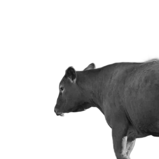animal, creature, weapon, photorealistic transparent PNG cut-out