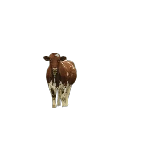 animal, creature, food, jewelry transparent PNG cut-out