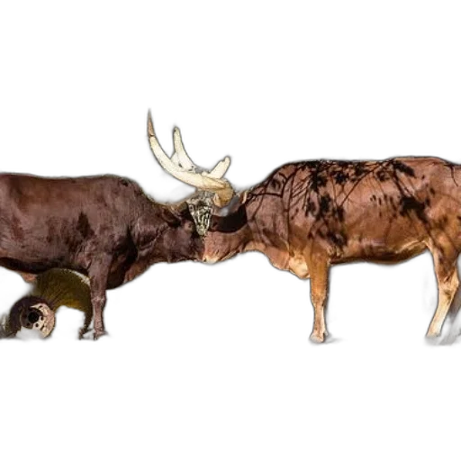 animal, food, weapon, creature transparent PNG cut-out