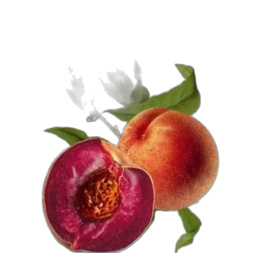 food, flower, crown, staff transparent PNG cut-out