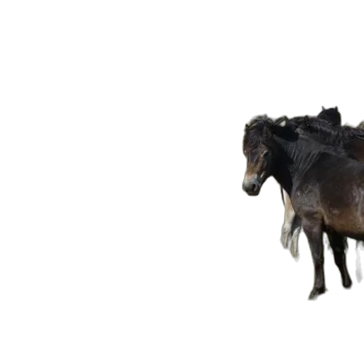 animal, creature, hair, dragon transparent PNG cut-out