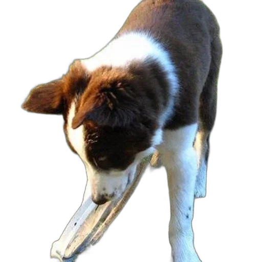 staff, animal, creature, weapon transparent PNG cut-out