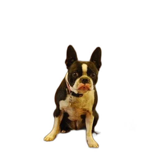 animal, staff, creature, face transparent PNG cut-out
