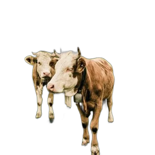 animal, creature, food, jewelry transparent PNG cut-out