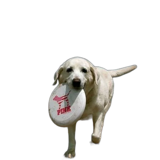staff, animal, hat, creature transparent PNG cut-out