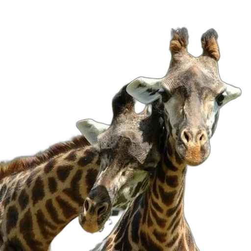 animal, creature, staff, hat transparent PNG cut-out