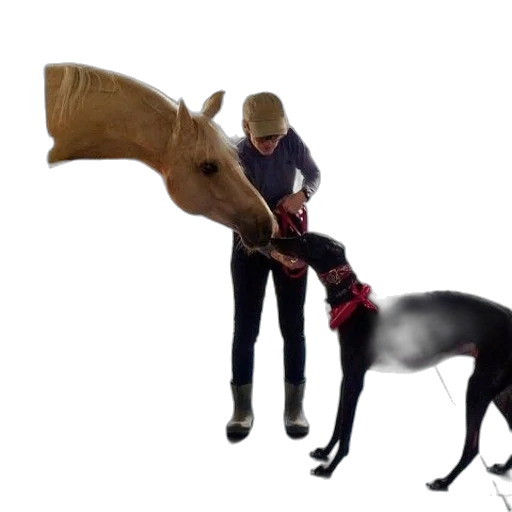animal, staff, hat, creature transparent PNG cut-out