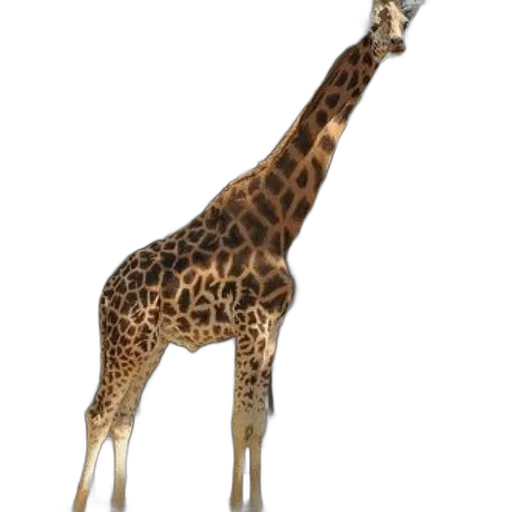 animal, creature, staff, dress transparent PNG cut-out