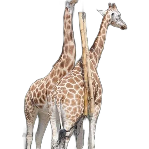 animal, creature, staff, weapon transparent PNG cut-out