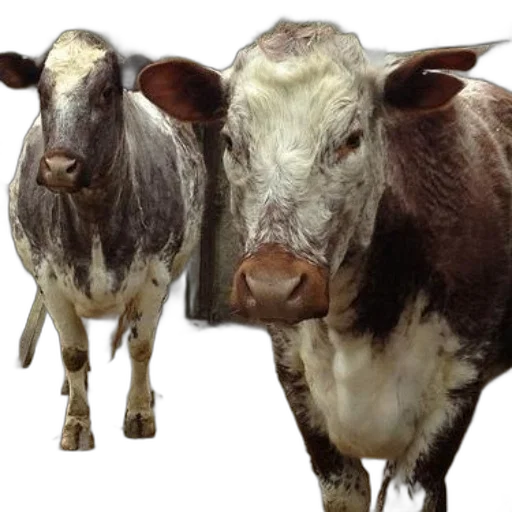 animal, face, photorealistic, two transparent PNG cut-out