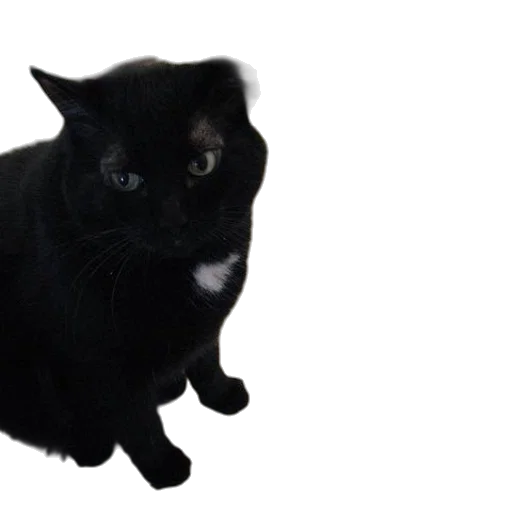 animal, staff, creature, hat transparent PNG cut-out