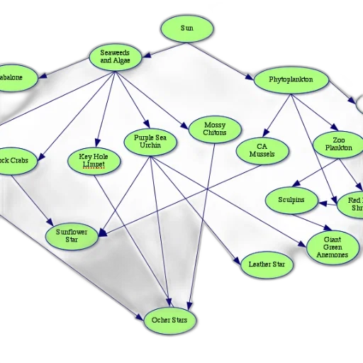 complex, food, web, diagram transparent PNG cut-out