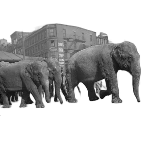 animal, concept art, photorealistic, 3d render transparent PNG cut-out