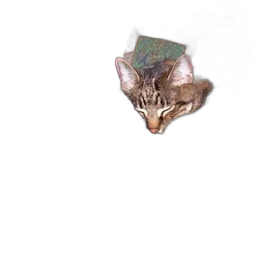 animal, dragon, creature, hat transparent PNG cut-out