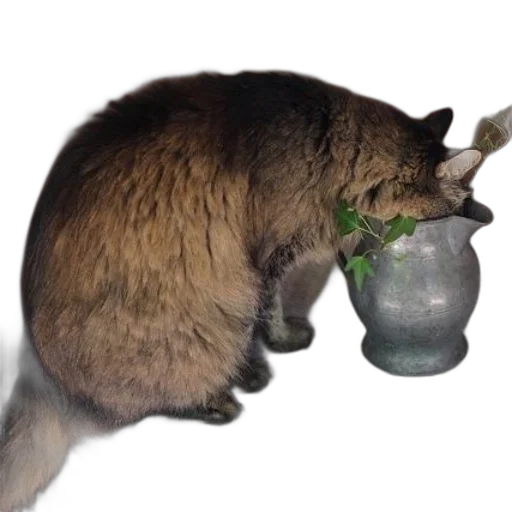 bottle, animal, creature, food transparent PNG cut-out