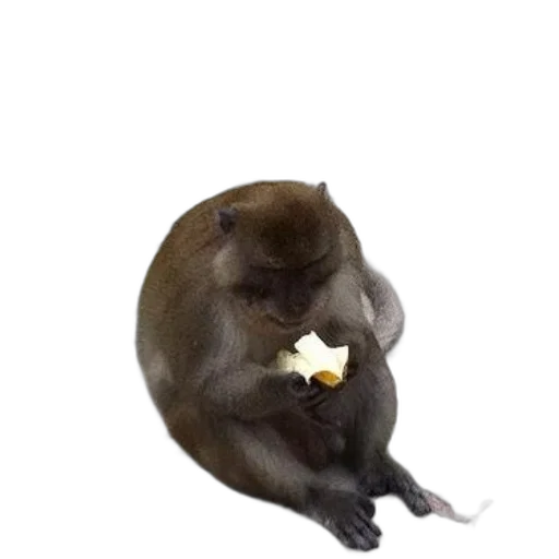 food, animal, creature, staff transparent PNG cut-out