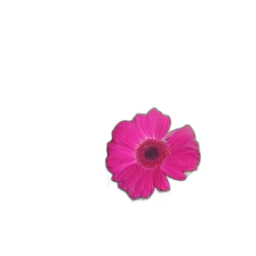 flower, jewelry, crown, staff transparent PNG cut-out