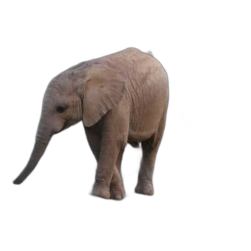 animal, creature, staff, weapon transparent PNG cut-out