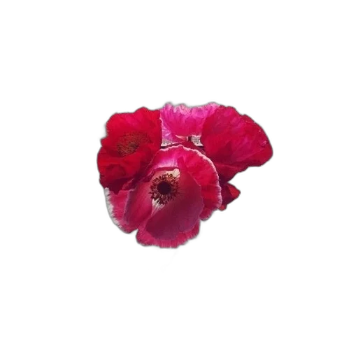 flower, crown, jewelry, animal transparent PNG cut-out