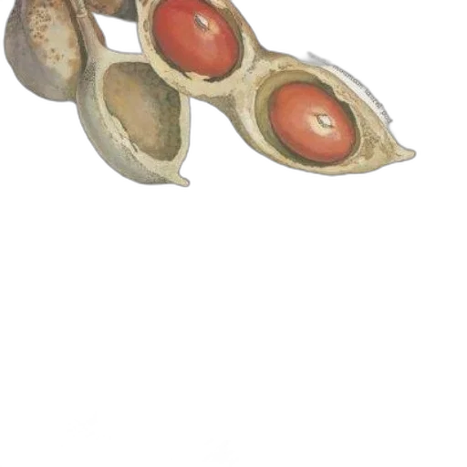 jewelry, shoes, food, weapon transparent PNG cut-out