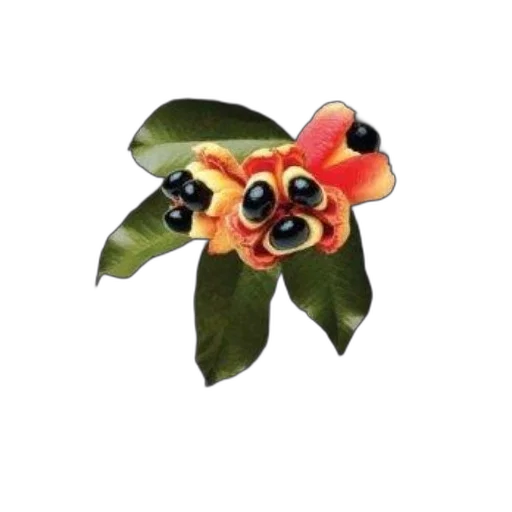 flower, jewelry, mask, creature transparent PNG cut-out