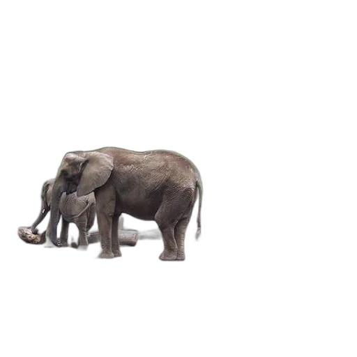 animal, creature, weapon, staff transparent PNG cut-out