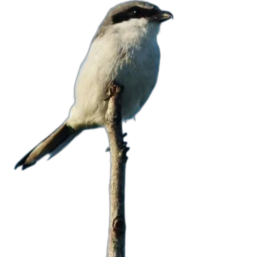 staff, animal, creature, weapon transparent PNG cut-out