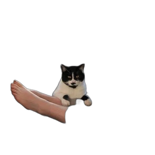 shoes, animal, creature, staff transparent PNG cut-out