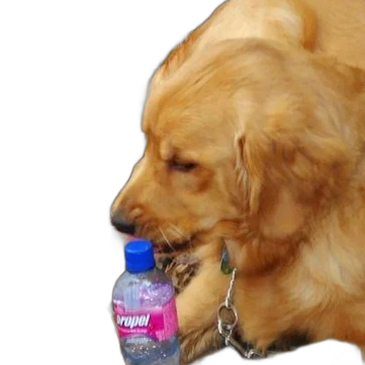 bottle, animal, creature, food transparent PNG cut-out