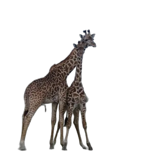 animal, creature, jewelry, crown transparent PNG cut-out