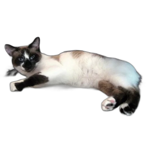 animal, creature, staff, furniture transparent PNG cut-out