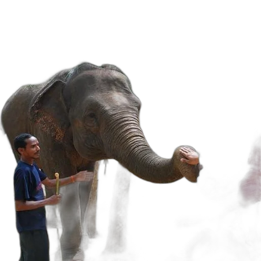 animal, staff, creature, umbrella transparent PNG cut-out