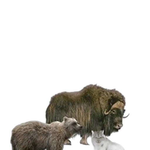 animal, creature, hair, concept art transparent PNG cut-out