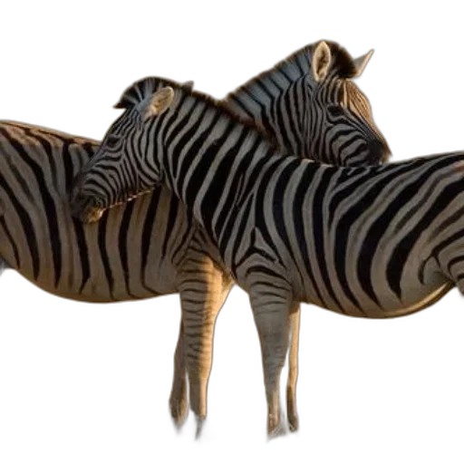 animal, creature, 3d render, photorealistic transparent PNG cut-out