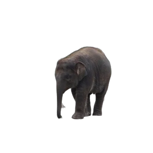 animal, creature, staff, face transparent PNG cut-out