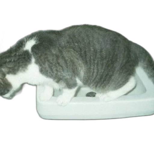 animal, furniture, creature, food transparent PNG cut-out