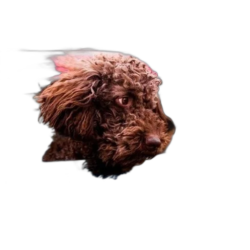 animal, staff, hair, umbrella transparent PNG cut-out