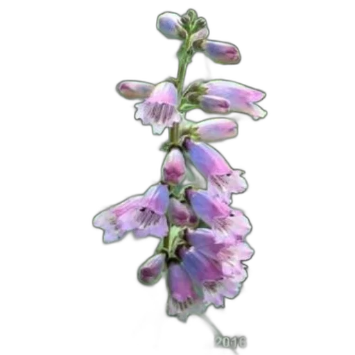 flower, jewelry, crown, staff transparent PNG cut-out