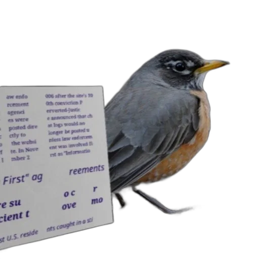 animal, food, bird, yellow transparent PNG cut-out