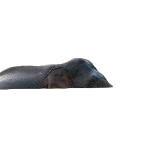 animal, creature, hat, face transparent PNG cut-out